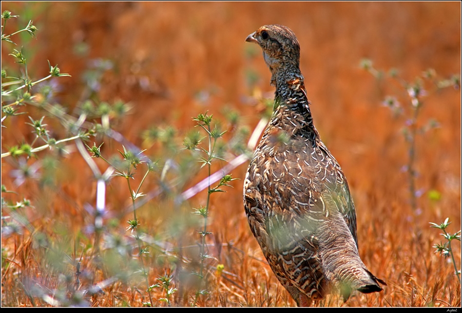 Black Francolin