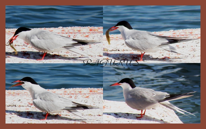 Common Tern