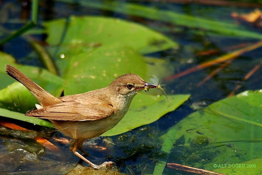 Great Reed Warbler