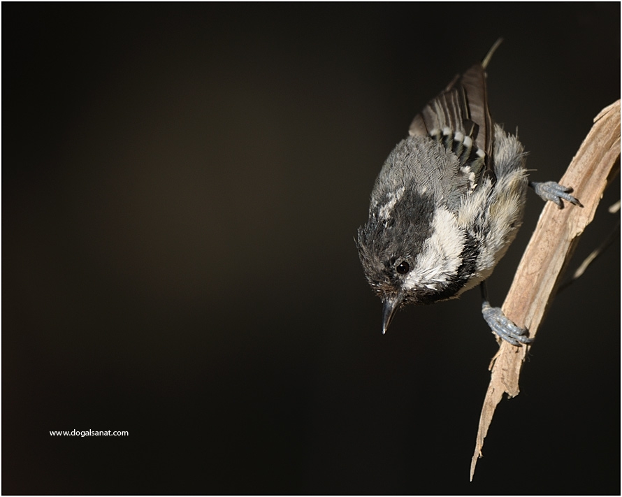 Coal Tit