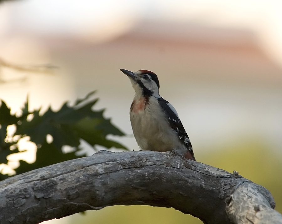 Syrian Woodpecker