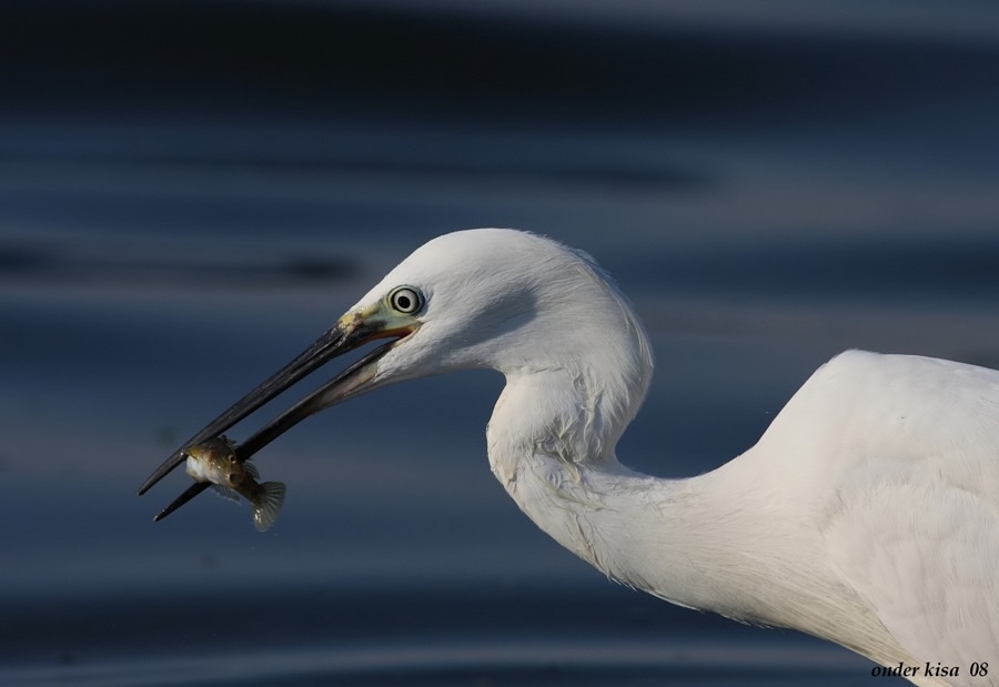 Little Egret