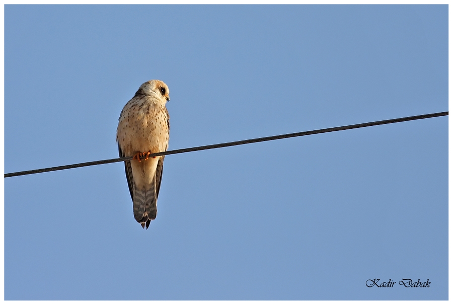 Red-footed Falcon