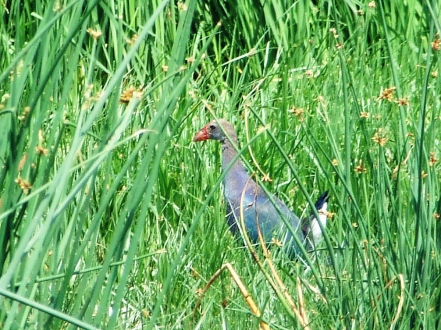 Grey-headed Swamphen