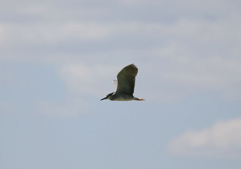 Black-crowned Night Heron