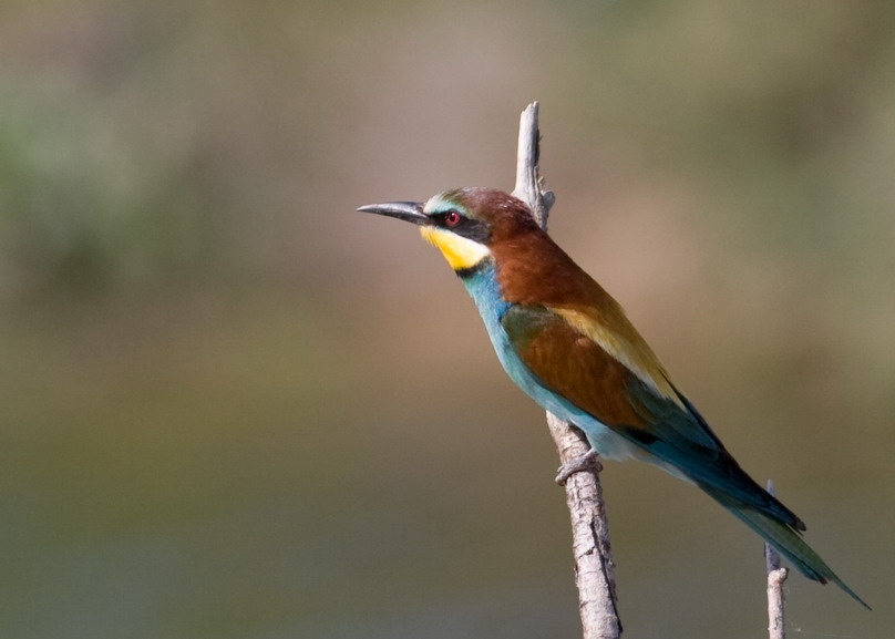 European Bee-eater