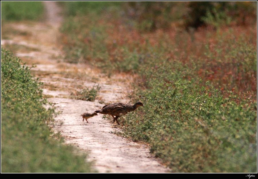 Black Francolin