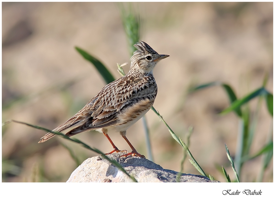 Eurasian Skylark