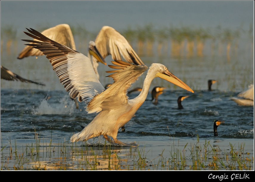 Dalmatian Pelican