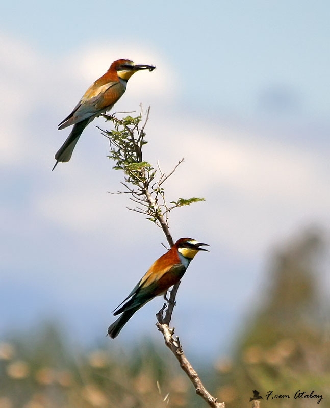 European Bee-eater