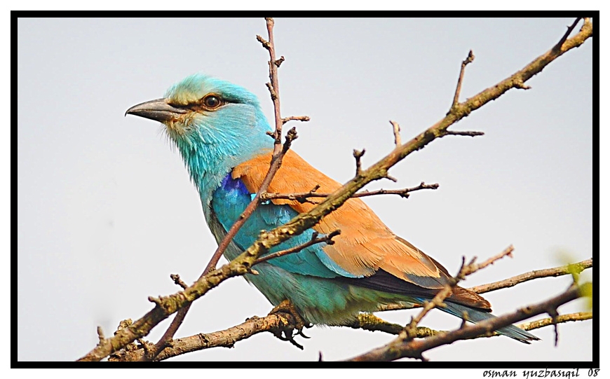 European Roller