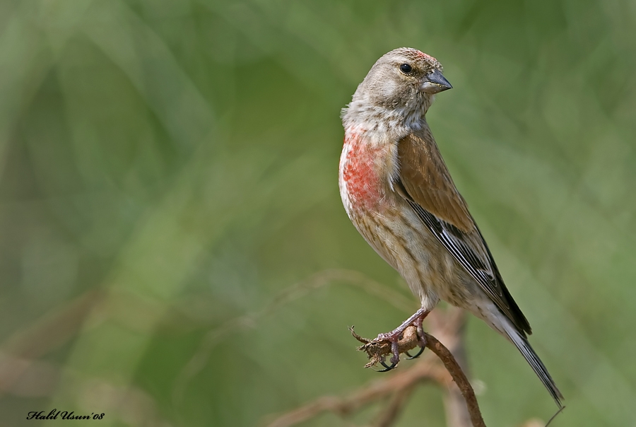 Common Linnet