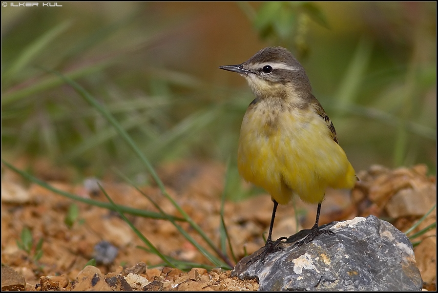Western Yellow Wagtail