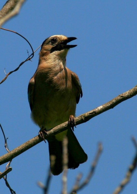 Eurasian Jay