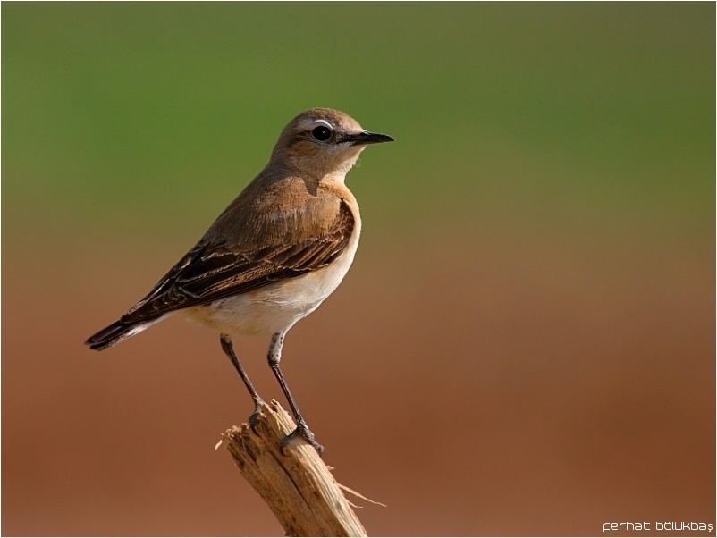 Northern Wheatear