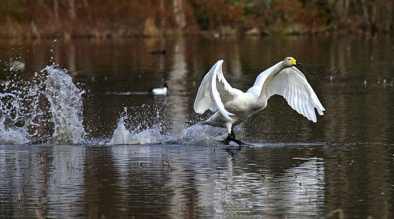 Whooper Swan