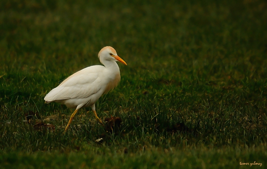 Western Cattle Egret