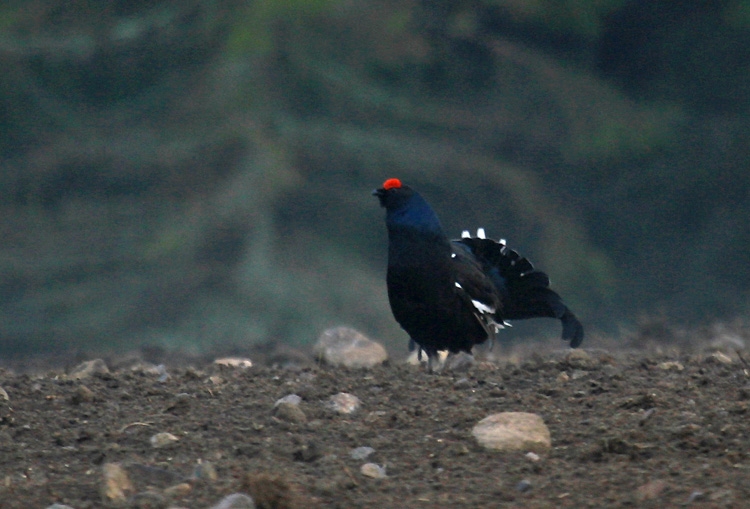 Black Grouse