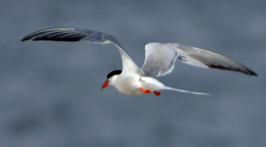 Common Tern