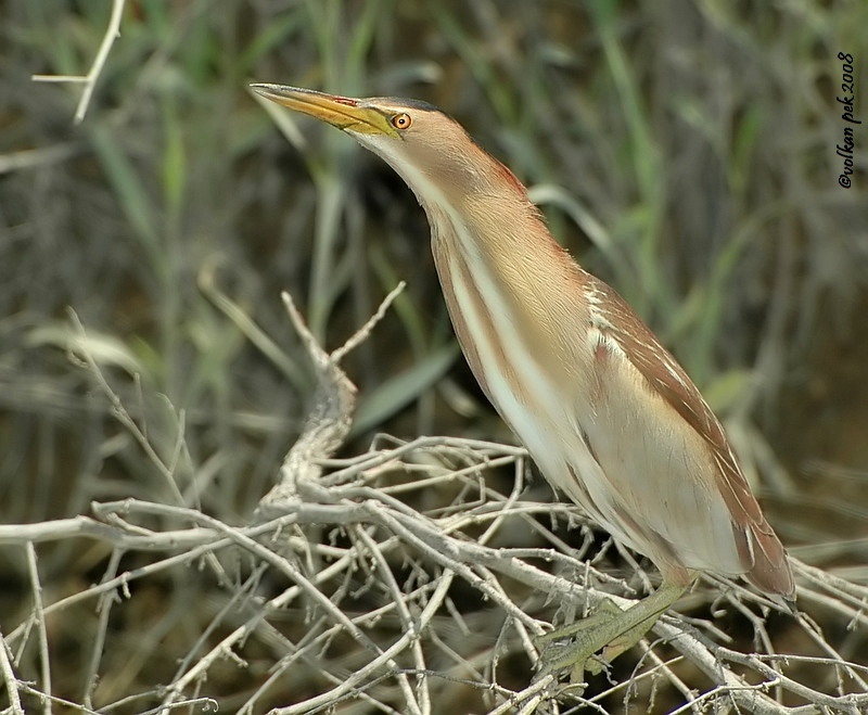 Little Bittern