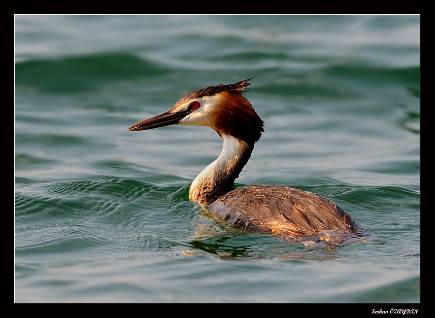 Great Crested Grebe