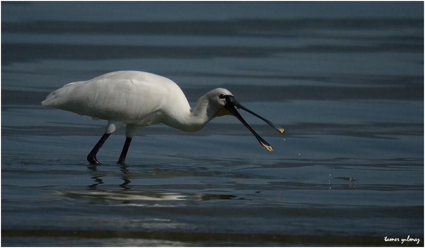 Eurasian Spoonbill