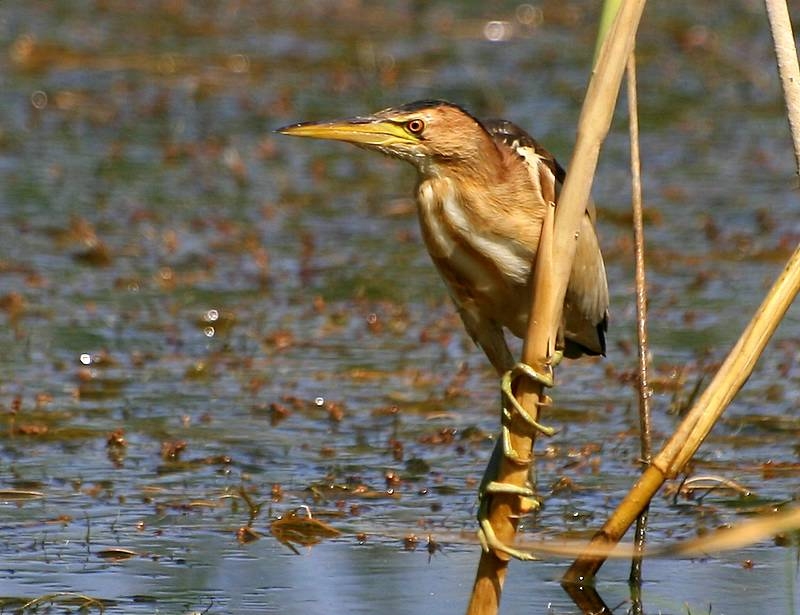 Little Bittern