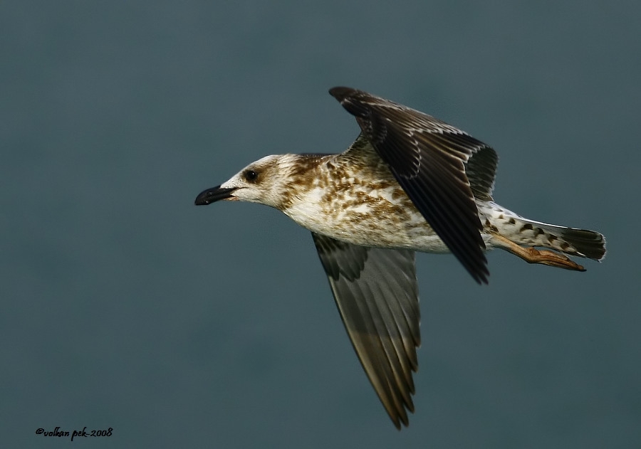 Yellow-legged Gull