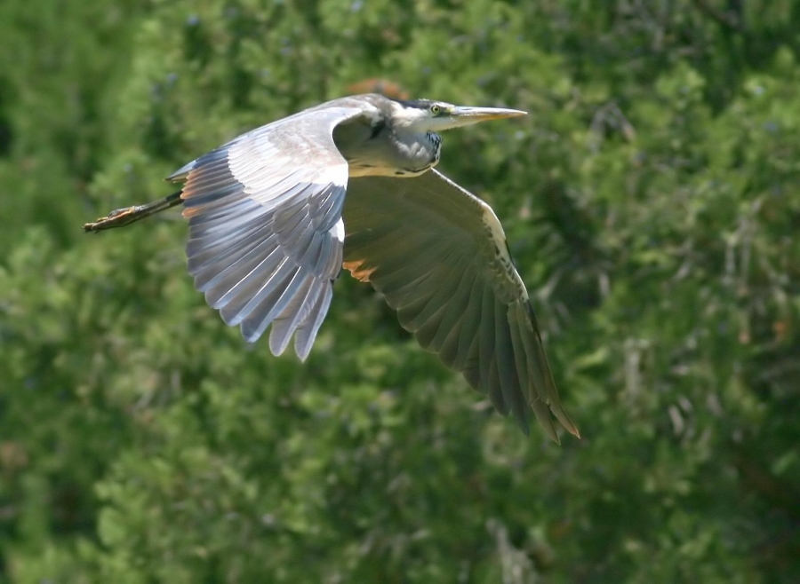 Grey Heron