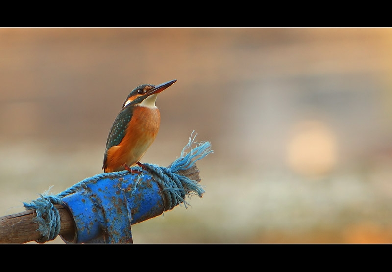 Common Kingfisher