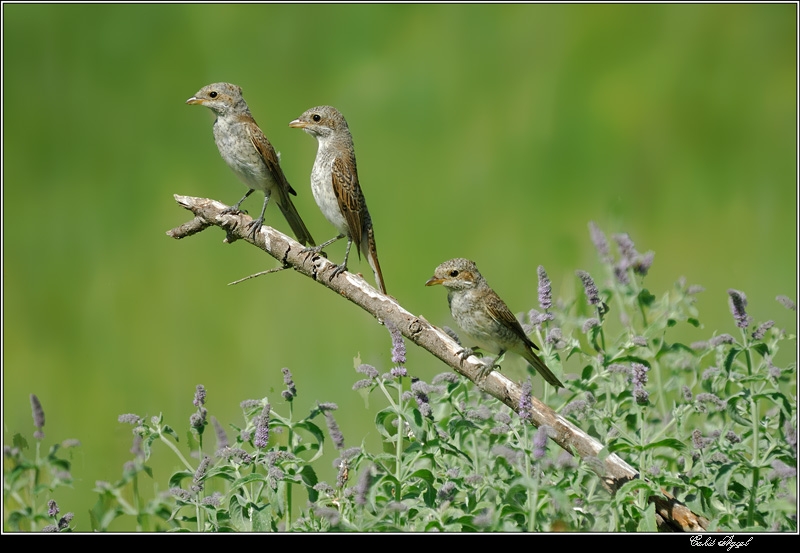 Red-backed Shrike