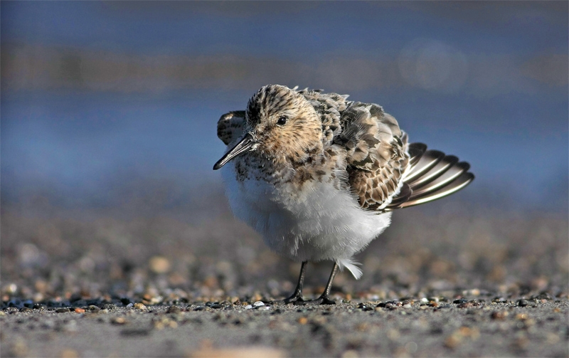 Sanderling