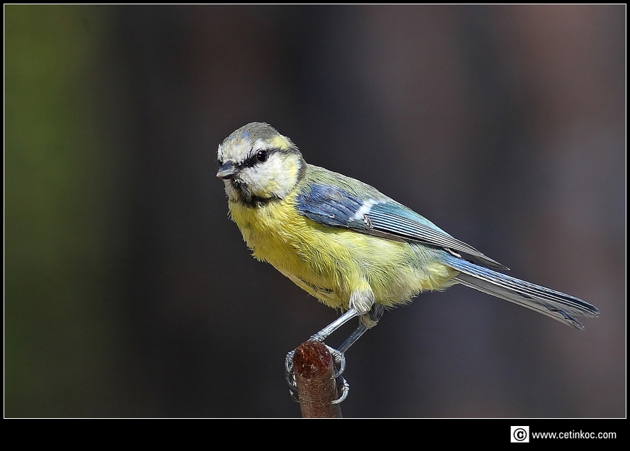Eurasian Blue Tit