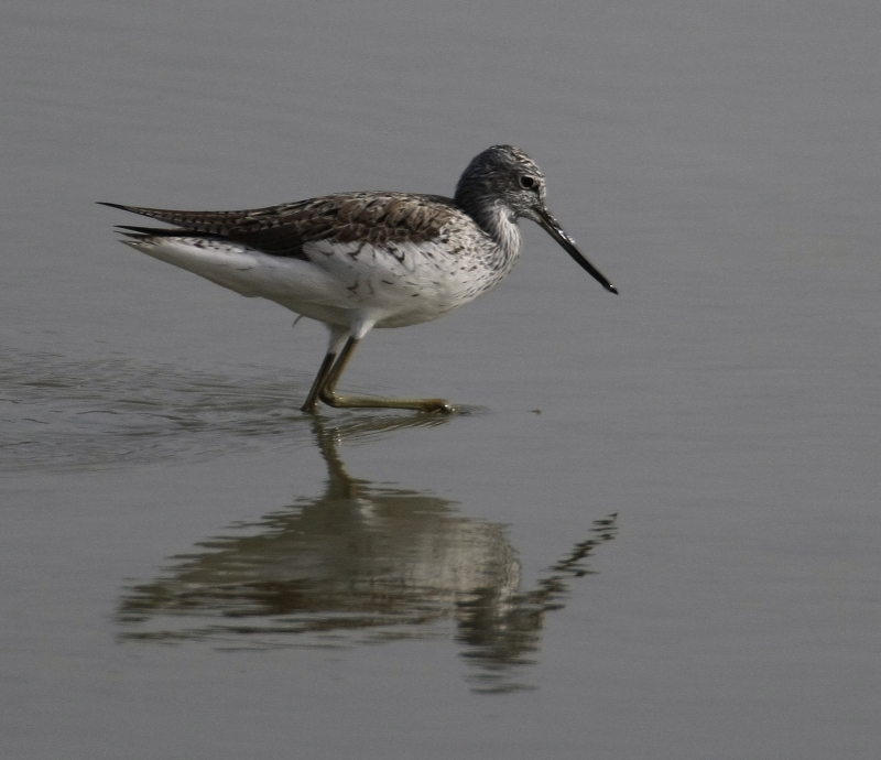 Common Greenshank
