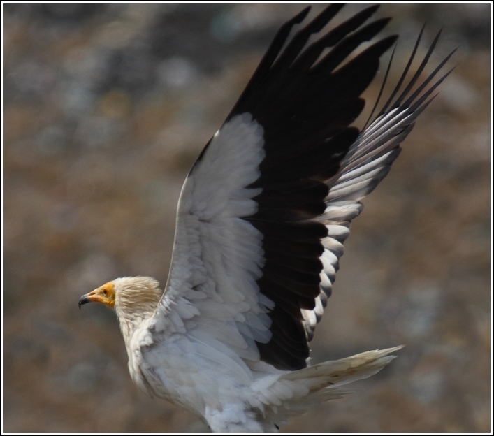 Egyptian Vulture