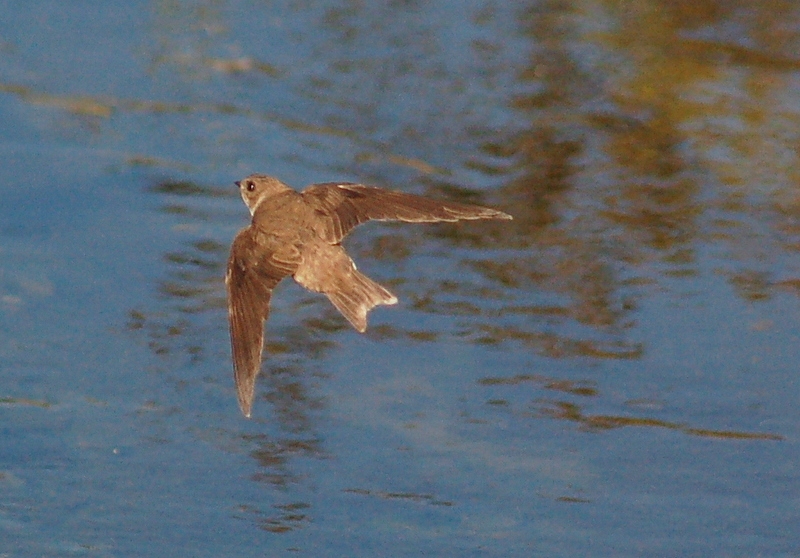 Sand Martin