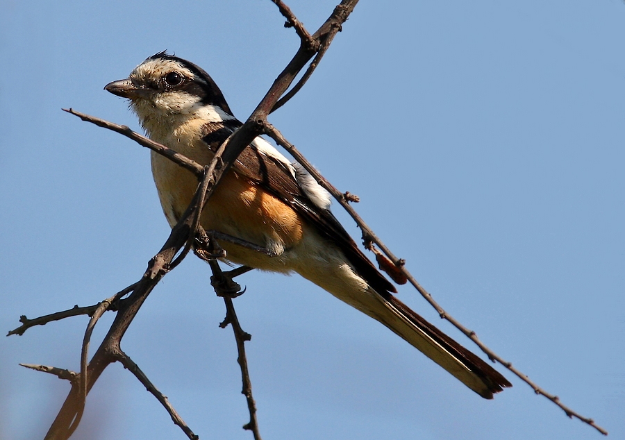 Masked Shrike