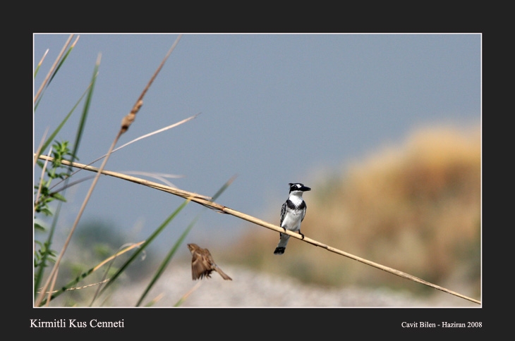Pied Kingfisher