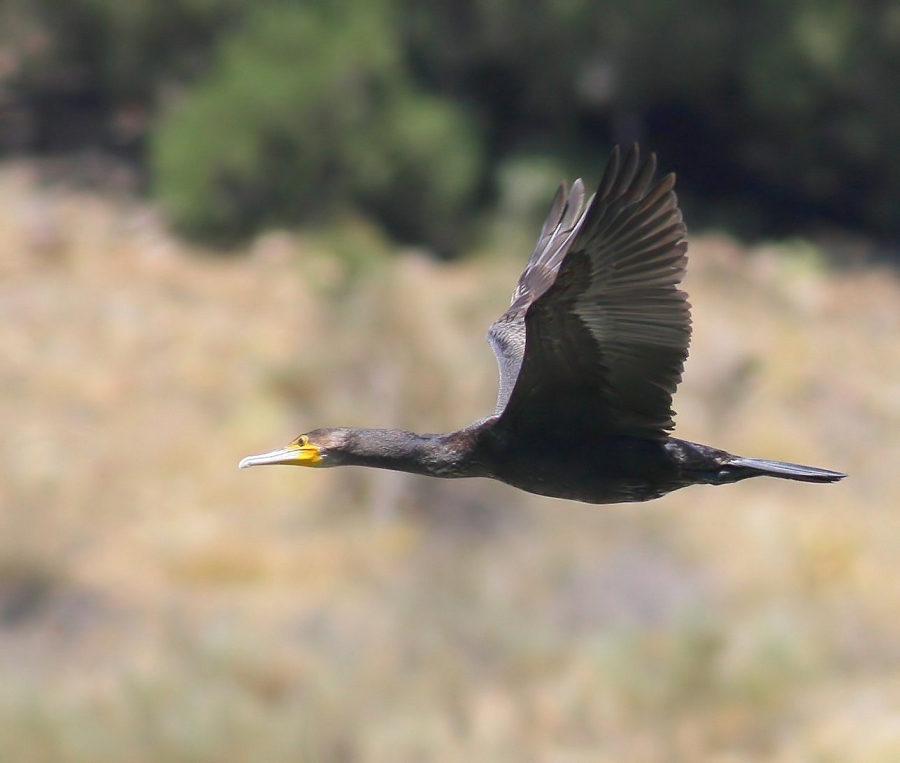 Great Cormorant