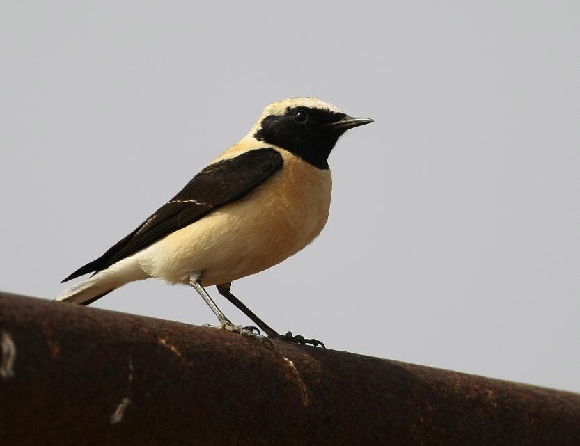 Black-eared Wheatear