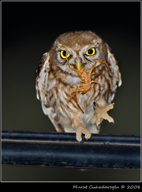 Little Owl
