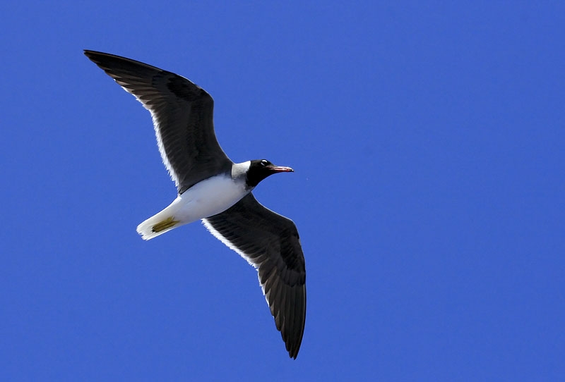 White-eyed Gull