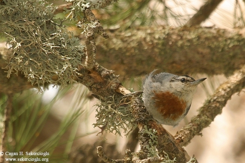 Krüper`s Nuthatch