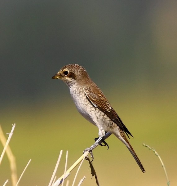 Red-backed Shrike