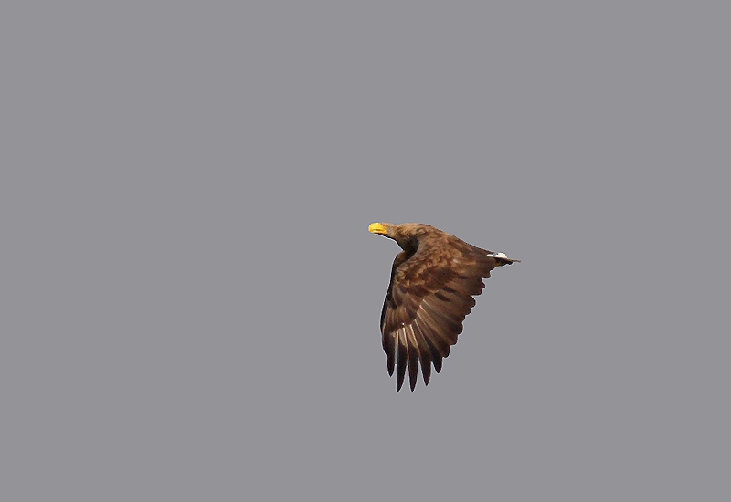 White-tailed Eagle