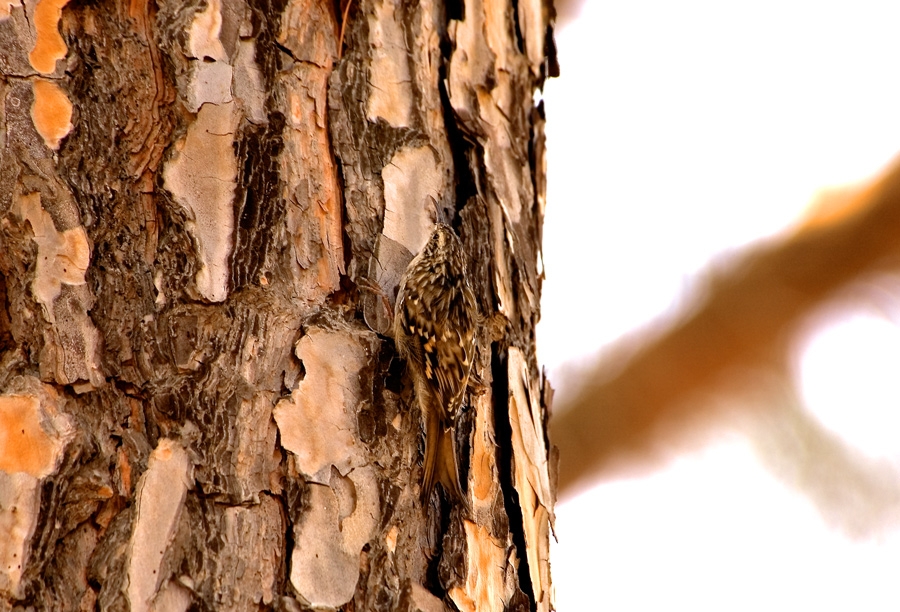 Short-toed Treecreeper