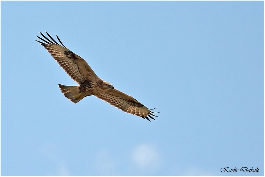 Common Buzzard