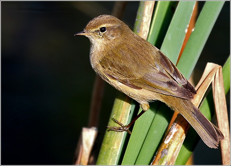 Common Chiffchaff