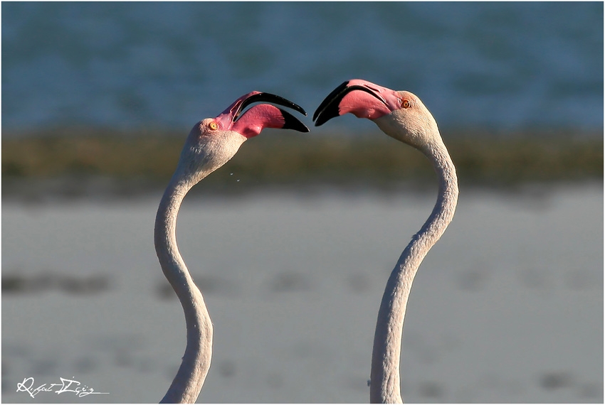 Greater Flamingo