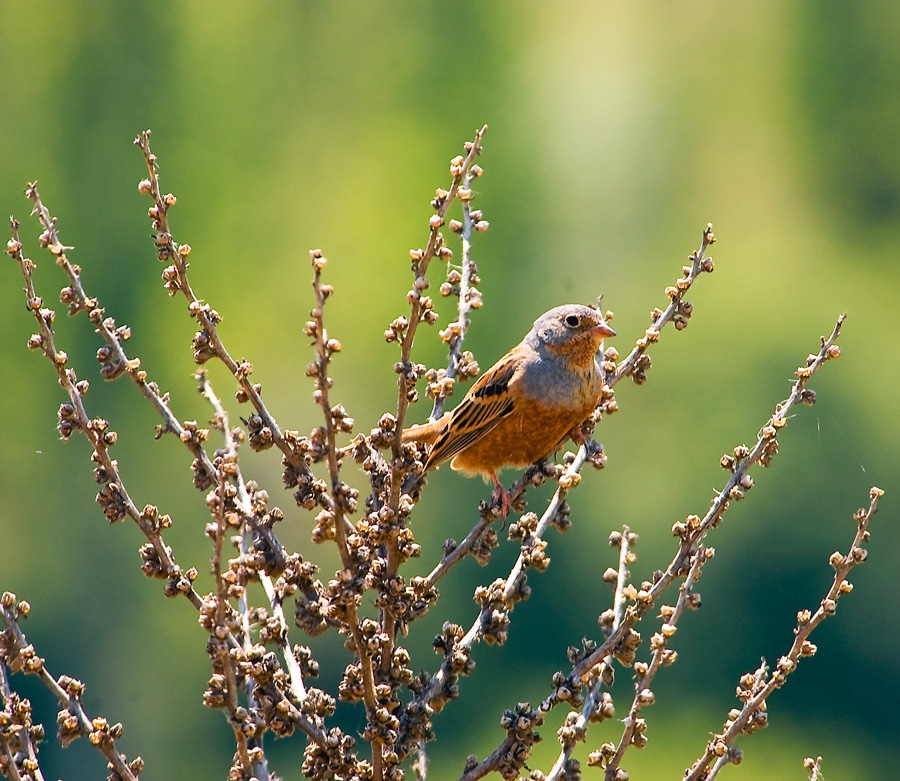Cretzschmar`s Bunting